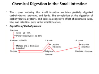 Chemical Digestion in the Small Intestine
• The chyme entering the small intestine contains partially digested
carbohydrates, proteins, and lipids. The completion of the digestion of
carbohydrates, proteins, and lipids is a collective effort of pancreatic juice,
bile, and intestinal juice in the small intestine.
• Digestion of Carbohydrates
 
