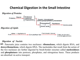 Chemical Digestion in the Small Intestine
Digestion of Proteins
Digestion of Lipids
Pancreatic juice contains two nucleases: ribonuclease, which digests RNA, and
deoxyribonuclease, which digests DNA. The nucleotides that result from the action of
the two nucleases are further digested by brush-border enzymes called nucleosidases
and phosphatases into pentoses, phosphates, and nitrogenous bases. These products
are absorbed via active transport.
Digestion of Nucleic
cids
 