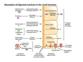 Absorption of digested nutrients in the small intestine.
 