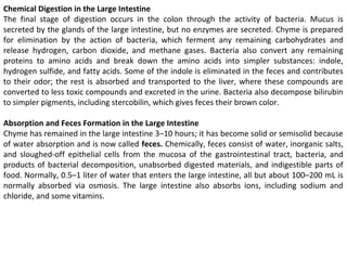 Chemical Digestion in the Large Intestine
The final stage of digestion occurs in the colon through the activity of bacteria. Mucus is
secreted by the glands of the large intestine, but no enzymes are secreted. Chyme is prepared
for elimination by the action of bacteria, which ferment any remaining carbohydrates and
release hydrogen, carbon dioxide, and methane gases. Bacteria also convert any remaining
proteins to amino acids and break down the amino acids into simpler substances: indole,
hydrogen sulfide, and fatty acids. Some of the indole is eliminated in the feces and contributes
to their odor; the rest is absorbed and transported to the liver, where these compounds are
converted to less toxic compounds and excreted in the urine. Bacteria also decompose bilirubin
to simpler pigments, including stercobilin, which gives feces their brown color.
Absorption and Feces Formation in the Large Intestine
Chyme has remained in the large intestine 3–10 hours; it has become solid or semisolid because
of water absorption and is now called feces. Chemically, feces consist of water, inorganic salts,
and sloughed-off epithelial cells from the mucosa of the gastrointestinal tract, bacteria, and
products of bacterial decomposition, unabsorbed digested materials, and indigestible parts of
food. Normally, 0.5–1 liter of water that enters the large intestine, all but about 100–200 mL is
normally absorbed via osmosis. The large intestine also absorbs ions, including sodium and
chloride, and some vitamins.
 