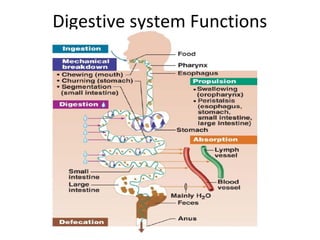 Digestive system Functions
 