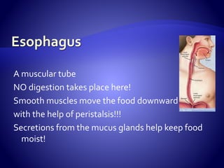 A muscular tube
NO digestion takes place here!
Smooth muscles move the food downward
with the help of peristalsis!!!
Secretions from the mucus glands help keep food
moist!
 