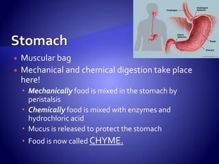  Muscular bag
 Mechanical and chemical digestion take place
here!
 Mechanically food is mixed in the stomach by
peristalsis
 Chemically food is mixed with enzymes and
hydrochloric acid
 Mucus is released to protect the stomach
 Food is now called CHYME.
 