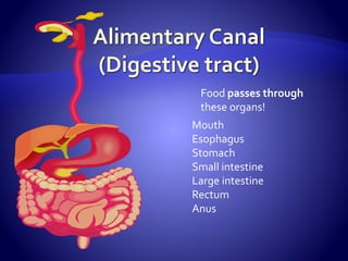 Mouth
Esophagus
Stomach
Small intestine
Large intestine
Rectum
Anus
Food passes through
these organs!
 