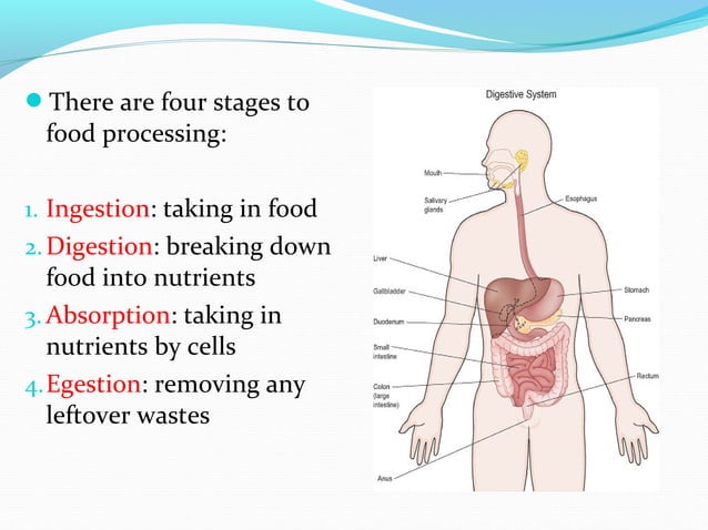 Digestive Disorders Can Seriously Impact Nutrient Transfer And The digestive system [ Disease & Disorders] | PPT