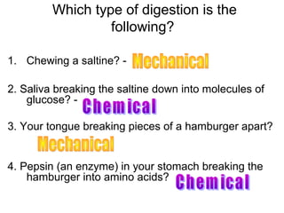 Which type of digestion is the
following?
1. Chewing a saltine? -
2. Saliva breaking the saltine down into molecules of
glucose? -
3. Your tongue breaking pieces of a hamburger apart?
4. Pepsin (an enzyme) in your stomach breaking the
hamburger into amino acids?
 