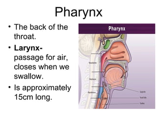 Pharynx
• The back of the
throat.
• Larynx-
passage for air,
closes when we
swallow.
• Is approximately
15cm long.
 