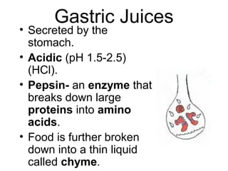 Gastric Juices
• Secreted by the
stomach.
• Acidic (pH 1.5-2.5)
(HCl).
• Pepsin- an enzyme that
breaks down large
proteins into amino
acids.
• Food is further broken
down into a thin liquid
called chyme.
 