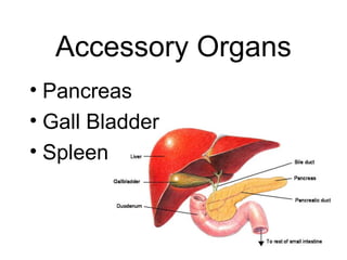 Accessory Organs
• Pancreas
• Gall Bladder
• Spleen
 