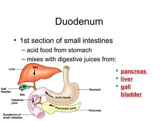 Duodenum
• 1st section of small intestines
– acid food from stomach
– mixes with digestive juices from:
 pancreas
 liver
 gall
bladder
 