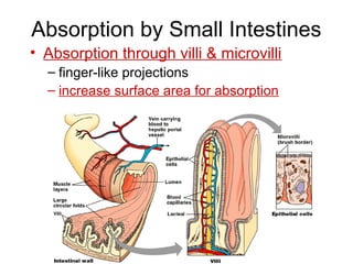 Absorption by Small Intestines
• Absorption through villi & microvilli
– finger-like projections
– increase surface area for absorption
 