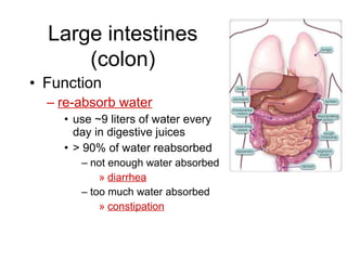 Large intestines
(colon)
• Function
– re-absorb water
• use ~9 liters of water every
day in digestive juices
• > 90% of water reabsorbed
– not enough water absorbed
» diarrhea
– too much water absorbed
» constipation
 