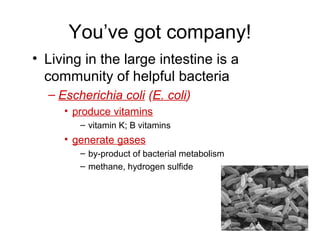 You’ve got company!
• Living in the large intestine is a
community of helpful bacteria
– Escherichia coli (E. coli)
• produce vitamins
– vitamin K; B vitamins
• generate gases
– by-product of bacterial metabolism
– methane, hydrogen sulfide
 