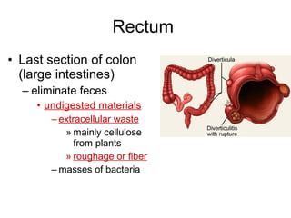 Rectum
• Last section of colon
(large intestines)
– eliminate feces
• undigested materials
– extracellular waste
» mainly cellulose
from plants
» roughage or fiber
– masses of bacteria
 