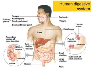 Human digestive
system
 