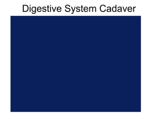 Digestive System Cadaver
 