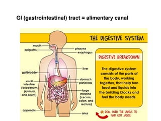 GI (gastrointestinal) tract = alimentary canal
 