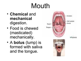 Mouth
• Chemical and
mechanical
digestion.
• Food is chewed
(masticated)
mechanically.
• A bolus (lump) is
formed with saliva
and the tongue.
 