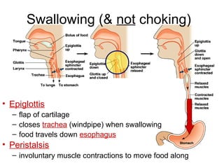 Swallowing (& not choking)
• Epiglottis
– flap of cartilage
– closes trachea (windpipe) when swallowing
– food travels down esophagus
• Peristalsis
– involuntary muscle contractions to move food along
 