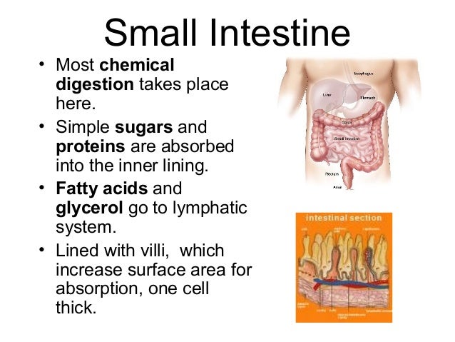 The Digestive System