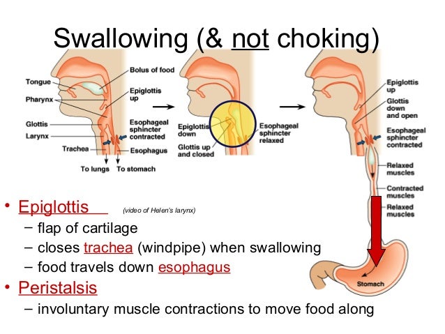 The Digestive System 2014