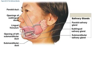 Figure 24-7a The Salivary Glands.
Parotid duct
Openings of
sublingual
ducts
Lingual
frenulum
Opening of left
submandibular
duct
Salivary Glands
Parotid salivary
gland
Sublingual
salivary gland
Submandibular
salivary gland
Submandibular
duct
 