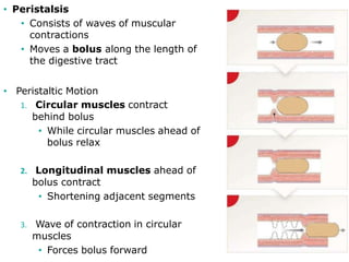 • Peristalsis
• Consists of waves of muscular
contractions
• Moves a bolus along the length of
the digestive tract
• Peristaltic Motion
1. Circular muscles contract
behind bolus
• While circular muscles ahead of
bolus relax
2. Longitudinal muscles ahead of
bolus contract
• Shortening adjacent segments
3. Wave of contraction in circular
muscles
• Forces bolus forward
 