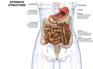 STOMACH
STRUCTURE
 
