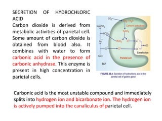 SECRETION OF HYDROCHLORIC
ACID
Carbon dioxide is derived from
metabolic activities of parietal cell.
Some amount of carbon dioxide is
obtained from blood also. It
combines with water to form
carbonic acid in the presence of
carbonic anhydrase. This enzyme is
present in high concentration in
parietal cells.
Carbonic acid is the most unstable compound and immediately
splits into hydrogen ion and bicarbonate ion. The hydrogen ion
is actively pumped into the canaliculus of parietal cell.
 