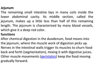 Jejunum
The remaining small intestine lays in many coils inside the
lower abdominal cavity. Its middle section, called the
jejunum, makes up a little less than half of this remaining
length. The jejunum is characterized by many blood vessels,
which give it a deep red color.
functions
After chemical digestion in the duodenum, food moves into
the jejunum, where the muscle work of digestion picks up.
Nerves in the intestinal walls trigger its muscles to churn food
back and forth (segmentation), mixing it with digestive juices.
Other muscle movements (peristalsis) keep the food moving
gradually forward.
 