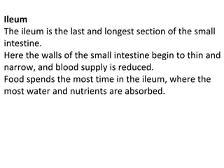 Ileum
The ileum is the last and longest section of the small
intestine.
Here the walls of the small intestine begin to thin and
narrow, and blood supply is reduced.
Food spends the most time in the ileum, where the
most water and nutrients are absorbed.
 