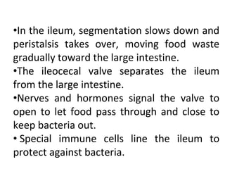 •In the ileum, segmentation slows down and
peristalsis takes over, moving food waste
gradually toward the large intestine.
•The ileocecal valve separates the ileum
from the large intestine.
•Nerves and hormones signal the valve to
open to let food pass through and close to
keep bacteria out.
• Special immune cells line the ileum to
protect against bacteria.
 