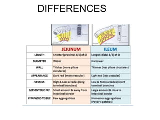 DIFFERENCES
 