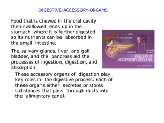 Food that is chewed in the oral cavity
then swallowed ends up in the
stomach where it is further digested
so its nutrients can be absorbed in
the small intestine.
The salivary glands, liver and gall
bladder, and the pancreas aid the
processes of ingestion, digestion, and
absorption.
These accessory organs of digestion play
key roles in the digestive process. Each of
these organs either secretes or stores
substances that pass through ducts into
the alimentary canal.
DIGESTIVE-ACCESSORY-ORGANS
 