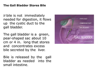 The Gall Bladder Stores Bile
If bile is not immediately
needed for digestion, it flows
up the cystic duct to the
gall bladder.
The gall bladder is a green,
pear-shaped sac about 10
cm or 4 in. long that stores
and concentrates excess
bile secreted by the liver.
Bile is released by the gall
bladder as needed into the
small intestine.
 