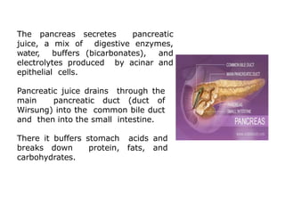 The pancreas secretes pancreatic
juice, a mix of digestive enzymes,
water, buffers (bicarbonates), and
electrolytes produced by acinar and
epithelial cells.
Pancreatic juice drains through the
main pancreatic duct (duct of
Wirsung) into the common bile duct
and then into the small intestine.
There it buffers stomach acids and
breaks down protein, fats, and
carbohydrates.
 