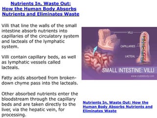 Nutrients In, Waste Out:
How the Human Body Absorbs
Nutrients and Eliminates Waste
Villi that line the walls of the small
intestine absorb nutrients into
capillaries of the circulatory system
and lacteals of the lymphatic
system.
Villi contain capillary beds, as well
as lymphatic vessels called
lacteals.
Fatty acids absorbed from broken-
down chyme pass into the lacteals.
Other absorbed nutrients enter the
bloodstream through the capillary
beds and are taken directly to the
liver, via the hepatic vein, for
processing.
Nutrients In, Waste Out: How the
Human Body Absorbs Nutrients and
Eliminates Waste
 