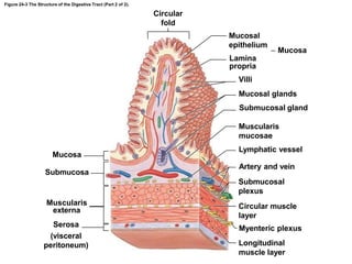Figure 24-3 The Structure of the Digestive Tract (Part 2 of 2).
Mucosa
Submucosa
Muscularis
externa
Serosa
(visceral
peritoneum)
Circular
fold
Mucosal
epithelium
Lamina
propria
Villi
Mucosal glands
Submucosal gland
Mucosa
Muscularis
mucosae
Lymphatic vessel
Artery and vein
Submucosal
plexus
Circular muscle
layer
Myenteric plexus
Longitudinal
muscle layer
 