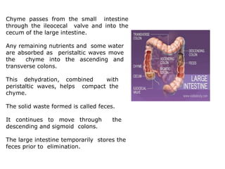 Chyme passes from the small intestine
through the ileocecal valve and into the
cecum of the large intestine.
Any remaining nutrients and some water
are absorbed as peristaltic waves move
the chyme into the ascending and
transverse colons.
This dehydration, combined with
peristaltic waves, helps compact the
chyme.
The solid waste formed is called feces.
It continues to move through the
descending and sigmoid colons.
The large intestine temporarily stores the
feces prior to elimination.
 