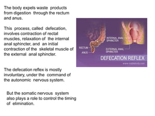 The body expels waste products
from digestion through the rectum
and anus.
This process, called defecation,
involves contraction of rectal
muscles, relaxation of the internal
anal sphincter, and an initial
contraction of the skeletal muscle of
the external anal sphincter.
The defecation reflex is mostly
involuntary, under the command of
the autonomic nervous system.
But the somatic nervous system
also plays a role to control the timing
of elimination.
 