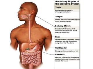 Accessory Organs of
the Digestive System
Teeth
Mechanical processing by
chewing (mastication)
Tongue
Assists mechanical processing with
teeth, sensory analysis
Salivary Glands
Secretion of lubricating fluid
containing enzymes that break
down carbohydrates
Liver
Secretion of bile (important for lipid
digestion), storage of nutrients,
many other vital functions
Gallbladder
Storage and concentration of bile
Pancreas
Exocrine cells secrete buffers and
digestive enzymes; Endocrine cells
secrete hormones
 