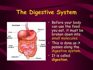 The Digestive System
• Before your body
can use the food
you eat, it must be
broken down into
small molecules.
• This is done as it
passes along the
digestive system.
• It is called
digestion.
 