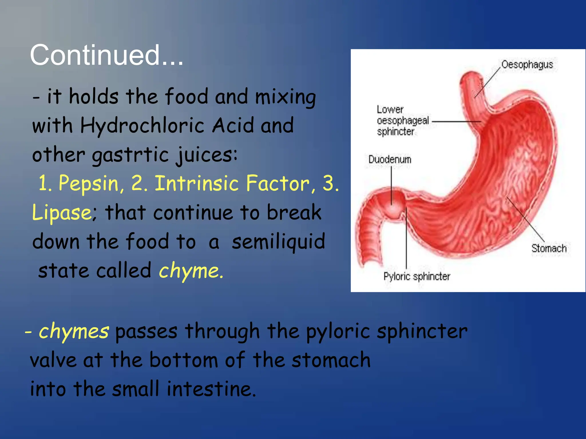 Continued...
- it holds the food and mixing
with Hydrochloric Acid and
other gastrtic juices:
1. Pepsin, 2. Intrinsic Factor, 3.
Lipase; that continue to break
down the food to a semiliquid
state called chyme.
- chymes passes through the pyloric sphincter
valve at the bottom of the stomach
into the small intestine.
 