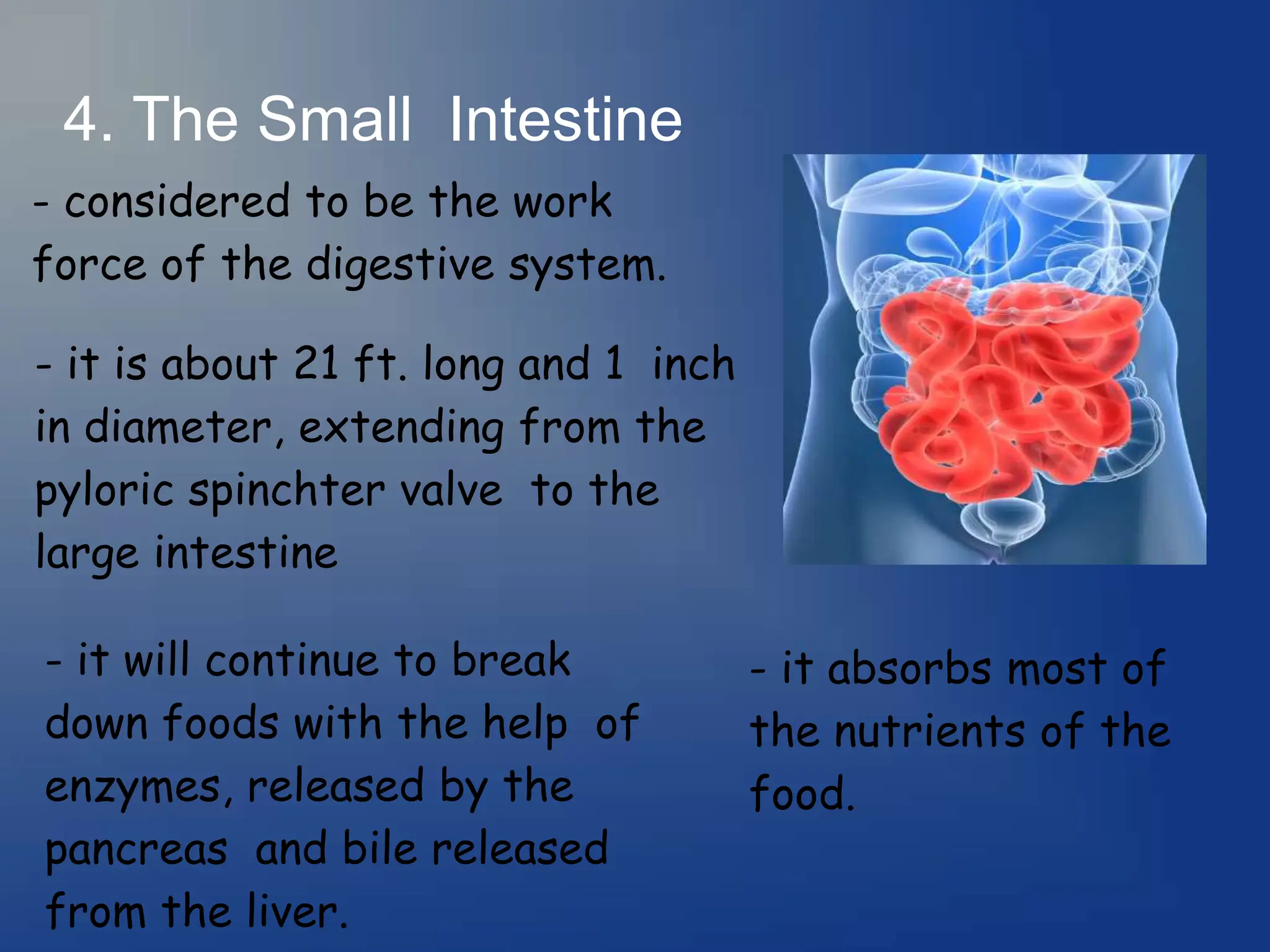 4. The Small Intestine
- considered to be the work
force of the digestive system.
- it is about 21 ft. long and 1 inch
in diameter, extending from the
pyloric spinchter valve to the
large intestine
- it will continue to break
down foods with the help of
enzymes, released by the
pancreas and bile released
from the liver.
- it absorbs most of
the nutrients of the
food.
 