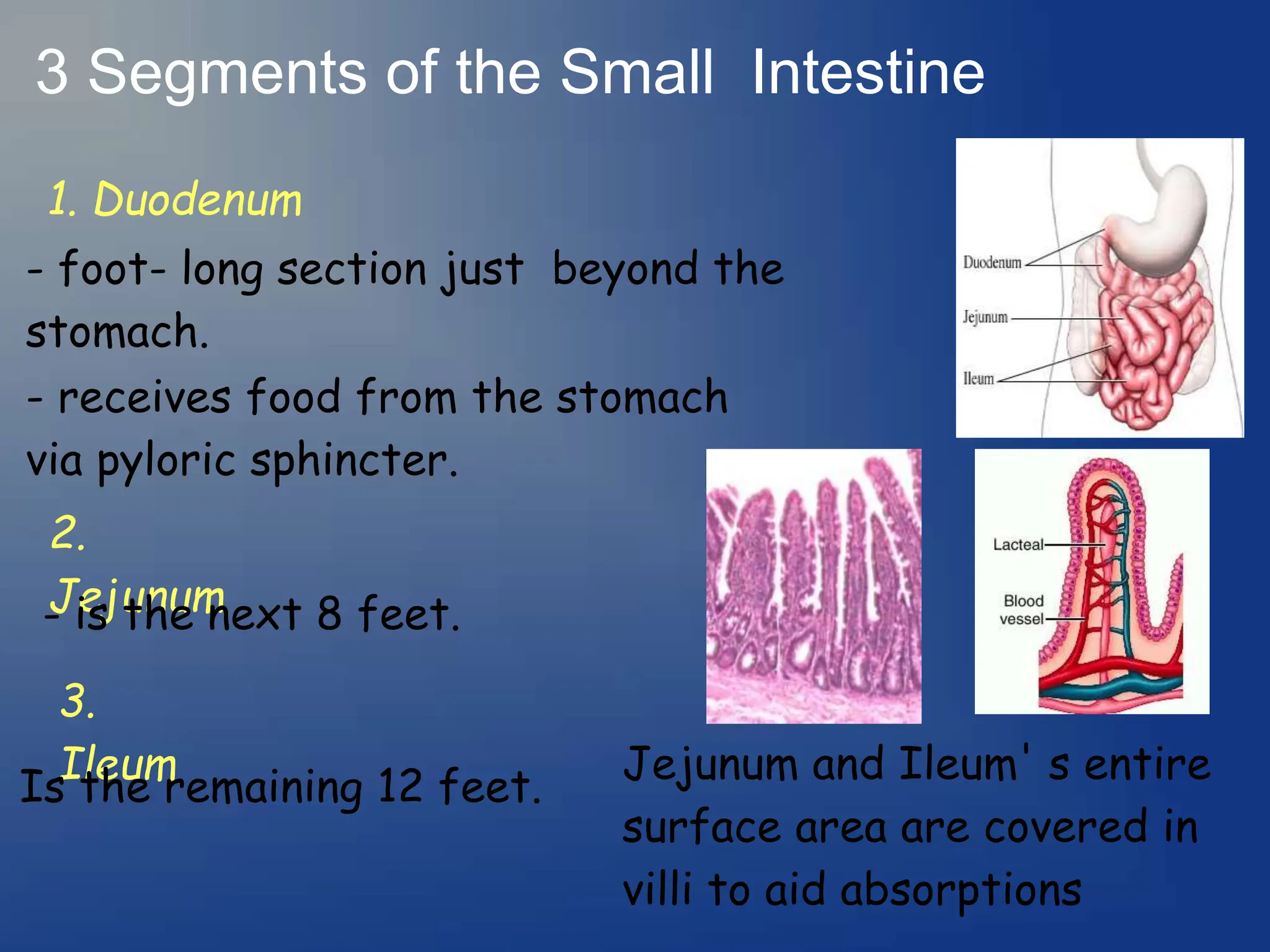 3 Segments of the Small Intestine
1. Duodenum
- foot- long section just beyond the
stomach.
2.
Jejunum
- is the next 8 feet.
3.
Ileum
Is the remaining 12 feet.
- receives food from the stomach
via pyloric sphincter.
Jejunum and Ileum' s entire
surface area are covered in
villi to aid absorptions
 