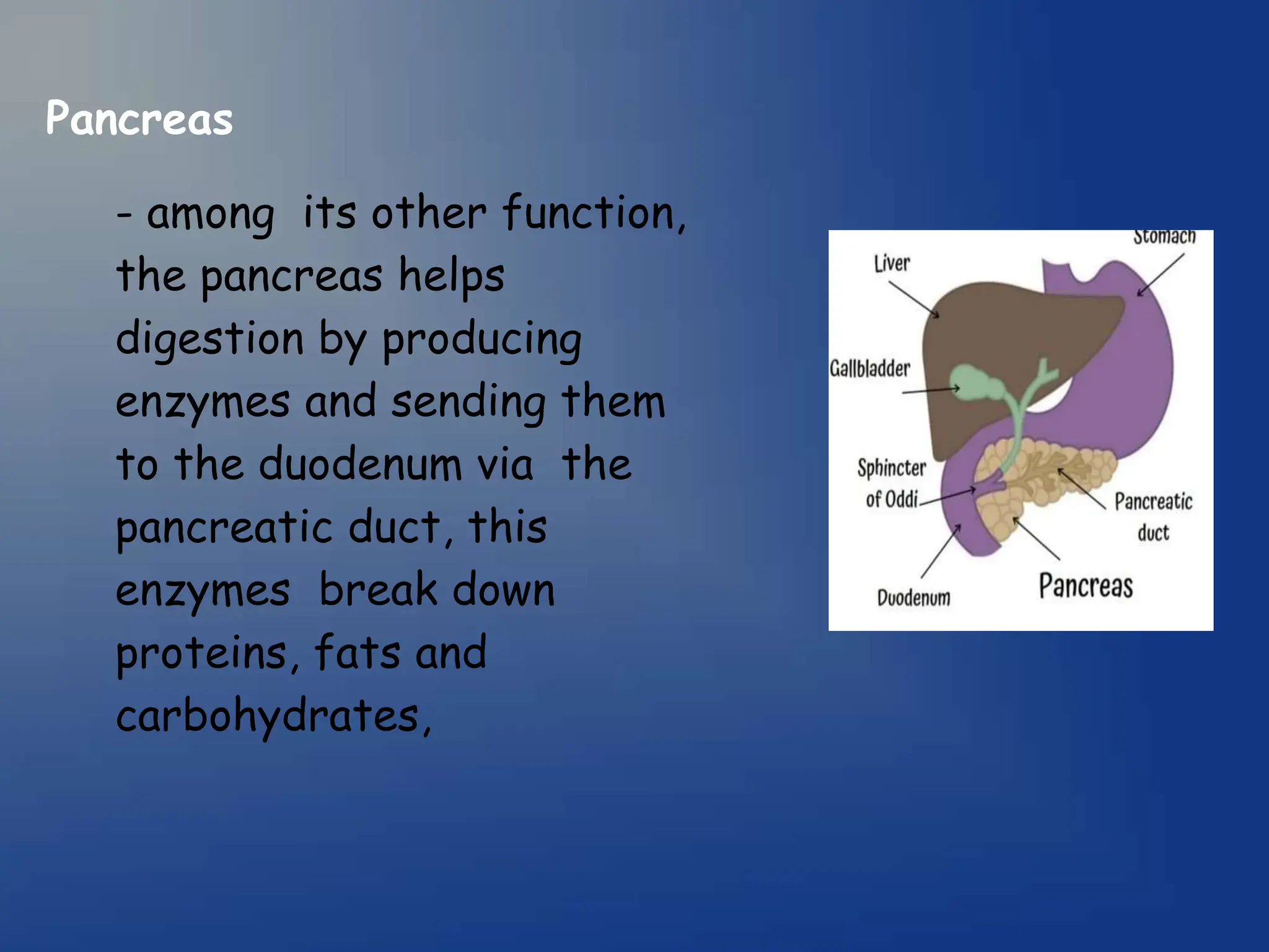 Pancreas
- among its other function,
the pancreas helps
digestion by producing
enzymes and sending them
to the duodenum via the
pancreatic duct, this
enzymes break down
proteins, fats and
carbohydrates,
 