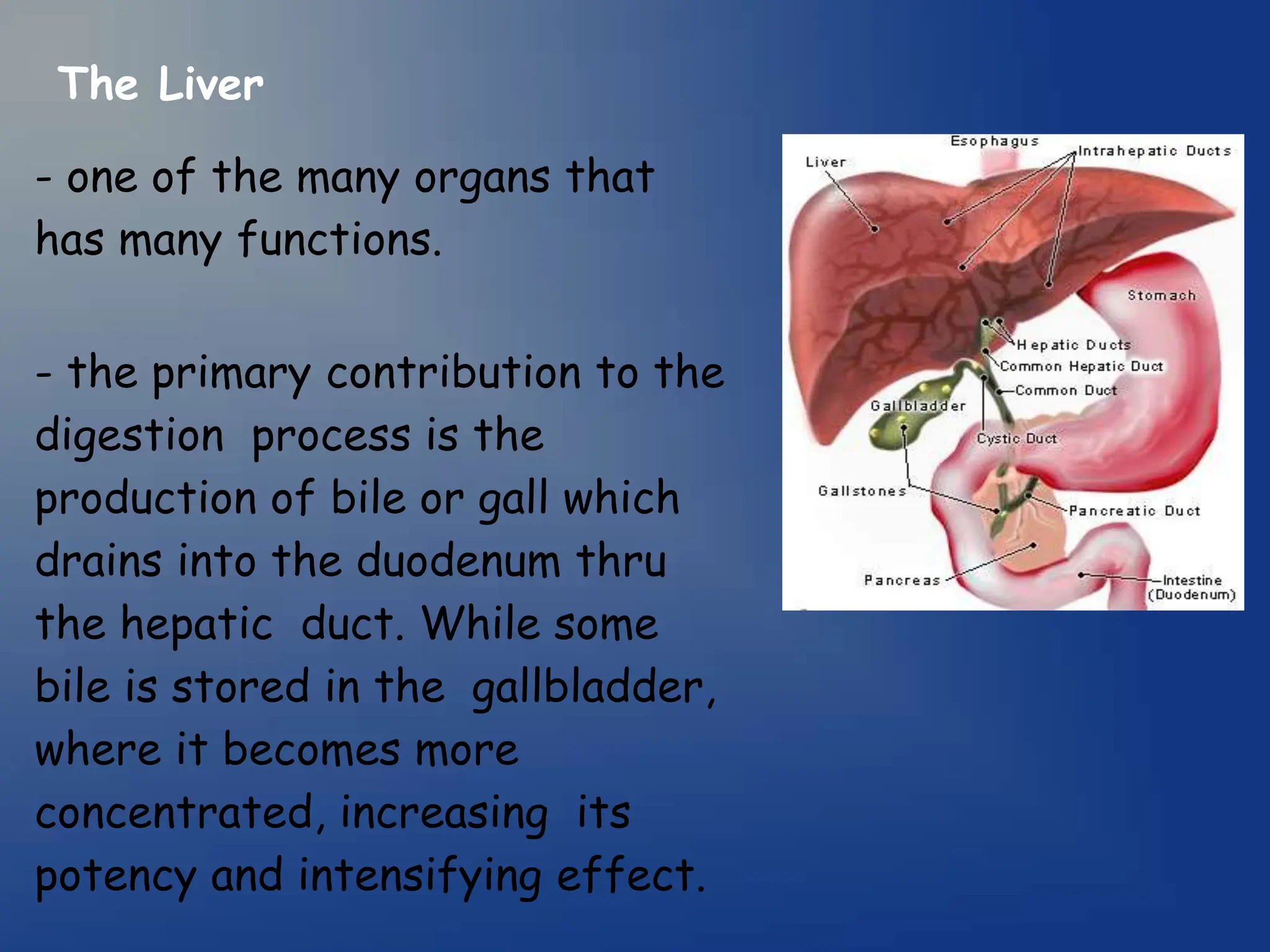 The Liver
- one of the many organs that
has many functions.
- the primary contribution to the
digestion process is the
production of bile or gall which
drains into the duodenum thru
the hepatic duct. While some
bile is stored in the gallbladder,
where it becomes more
concentrated, increasing its
potency and intensifying effect.
 