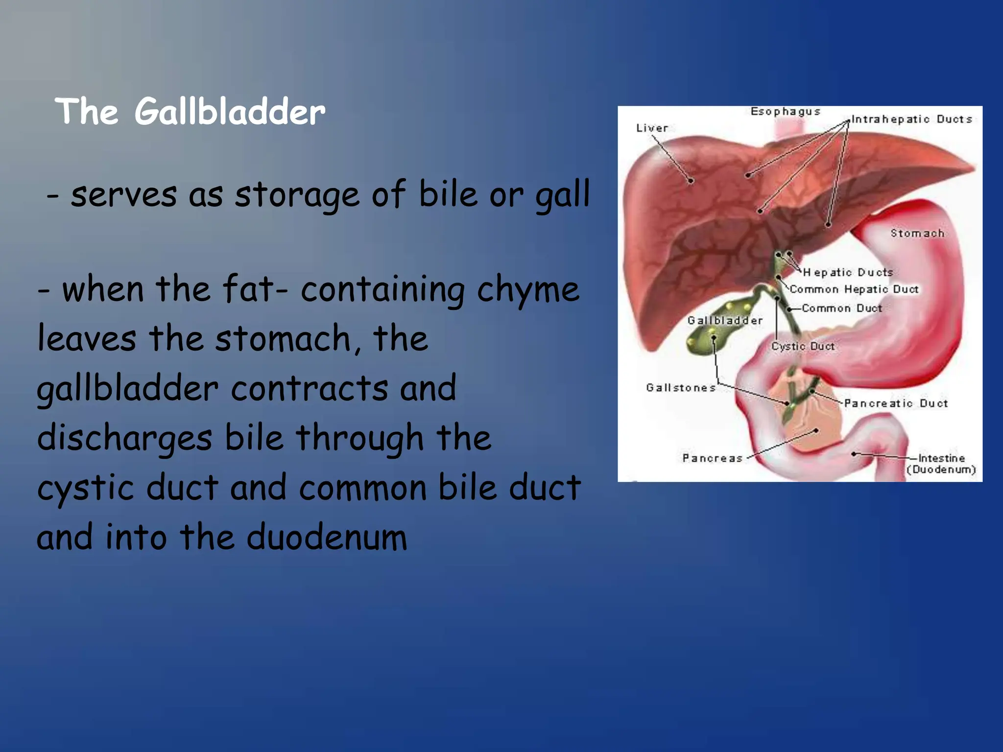 The Gallbladder
- serves as storage of bile or gall
- when the fat- containing chyme
leaves the stomach, the
gallbladder contracts and
discharges bile through the
cystic duct and common bile duct
and into the duodenum
 