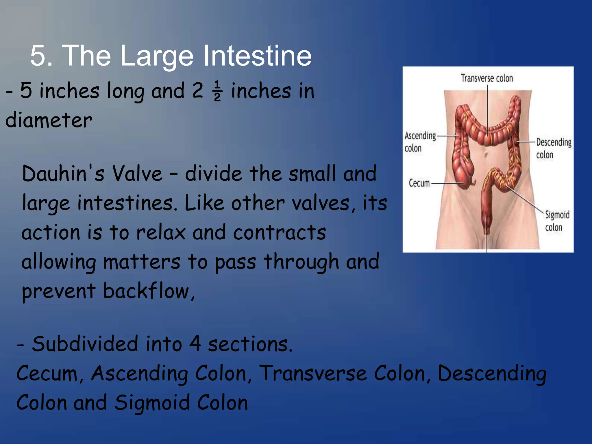 5. The Large Intestine
- 5 inches long and 2 ½ inches in
diameter
Dauhin's Valve – divide the small and
large intestines. Like other valves, its
action is to relax and contracts
allowing matters to pass through and
prevent backflow,
- Subdivided into 4 sections.
Cecum, Ascending Colon, Transverse Colon, Descending
Colon and Sigmoid Colon
 