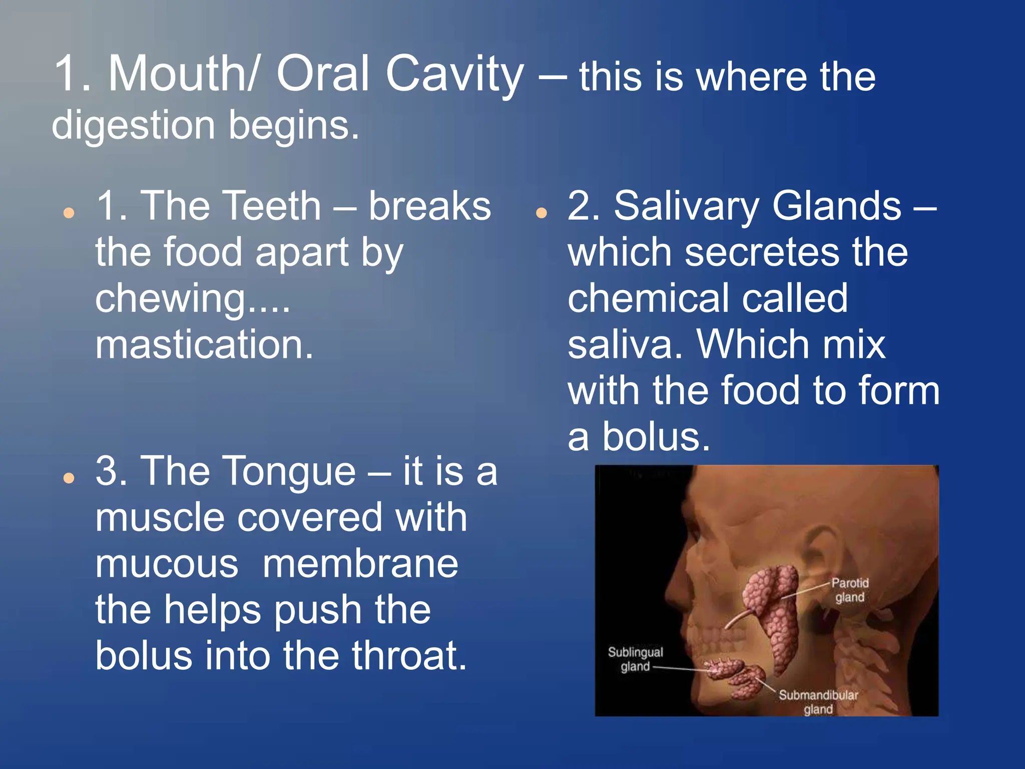 1. Mouth/ Oral Cavity – this is where the
digestion begins.
 1. The Teeth – breaks
the food apart by
chewing....
mastication.
 3. The Tongue – it is a
muscle covered with
mucous membrane
the helps push the
bolus into the throat.
 2. Salivary Glands –
which secretes the
chemical called
saliva. Which mix
with the food to form
a bolus.
 